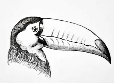 Как нарисовать птицу карандашом