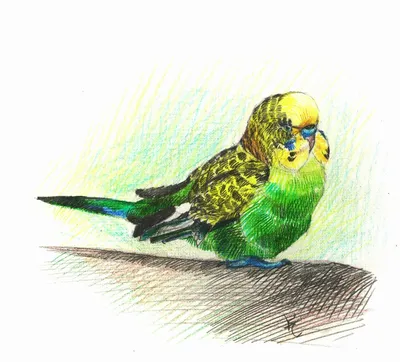 Рисунок птицы карандашом для детей - 58 фото