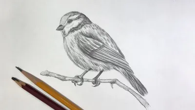 Как нарисовать журавля карандашом поэтапно | Рисунок птиц, Эскиз птицы,  Лайн-арт