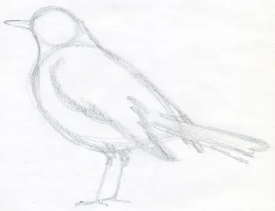 Рисунки птиц для срисовки легкие - 76 фото