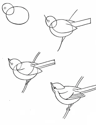 Уроки рисования карандашом - как рисовать птицу? | АРТАКАДЕМИЯ Курсы  рисования Киев