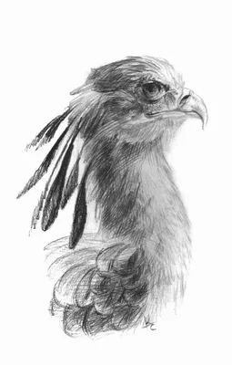 Рисунки простым карандашом птицы для начинающих (48 фото) » рисунки для  срисовки на Газ-квас.ком