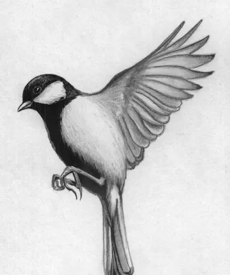 Птицы рисунок карандашом поэтапно для начинающих - 57 фото