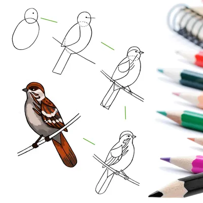 Как нарисовать птицу ✍ 100 фото прикольных шаблонов и образцов как  нарисовать птицу