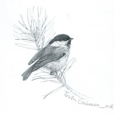 Как нарисовать птицу поэтапно: урок по рисованию птицы на ветке карандашом  для начинающих (мастер-класс от художника)
