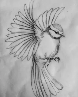 Поэтапно рисунок птицы карандашом - 58 фото