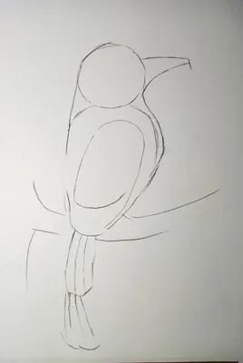 Рисуем карандашом птицу воробей. | Drawing tutorial, Drawings, Architecture  sketch