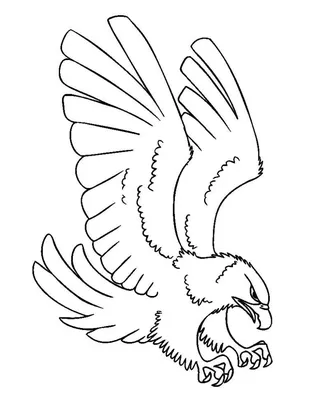 Птица колибри рисунок поэтапно (49 фото) » рисунки для срисовки на  Газ-квас.ком