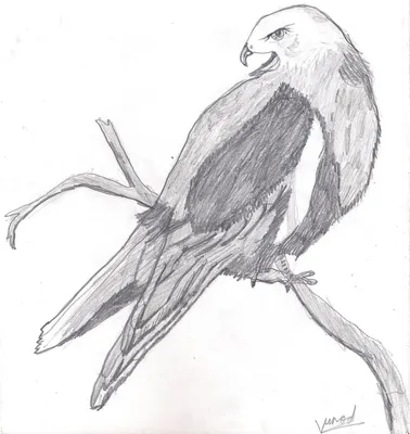 Рисунки карандашом летящая птица (30 фото) 🔥 Прикольные картинки и юмор