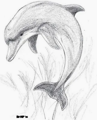 Как нарисовать дельфина поэтапно карандашом? Как нарисовать дельфина в  море: рисунки для детей | Рисунки животных, Дельфины, Рисунки