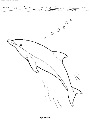 Как нарисовать дельфина карандашом. Поэтапная инструкция | Дельфины,  Раскраски, Рисовать