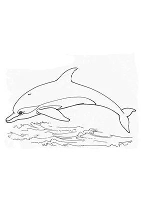 Рисунок дельфина милашка цветной карандаш, дельфины мультфильм, морское  млекопитающее, млекопитающее, карандаш png | PNGWing