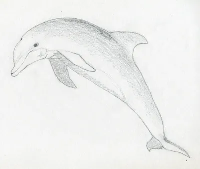 Пара дельфинов - рисунок Christian Lassen - Морской мир