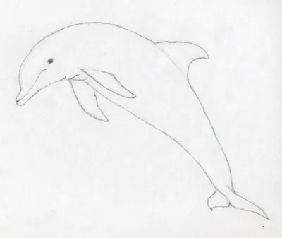 Рисунок дельфина со словом дельфин на нем | Премиум векторы
