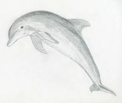 Рисунок Дельфина Волнах Нарисованный Вручную Стиле Каракулей Векторное  изображение ©BigJoy 659426330