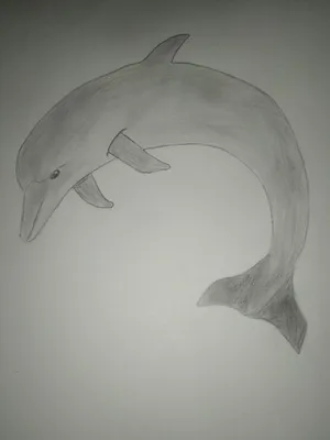 Легкий рисунок дельфина поэтапно (45 фото) » рисунки для срисовки на  Газ-квас.ком