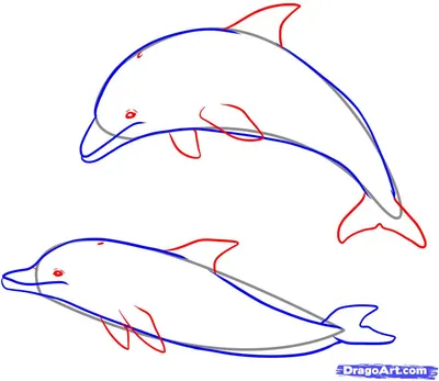 Постер \"Рисунок с дельфинами\" - купить в интернет-магазине Ink-project с  быстрой доставкой