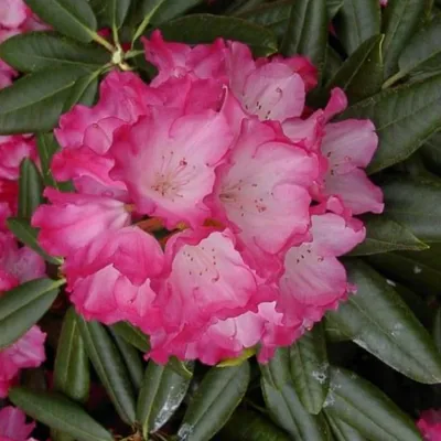 Рододендрон якушиманский Фантастика (Rhododendron yakushimanum Fantastica)  С3 — Питомник Летний сад