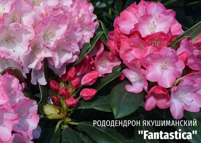 Рододендрон якушиманський Fantastica 2 річний, Рододендрон якушиманский  Фантастика, Rhododendron Fantastica (ID#1255208157), цена: 170 ₴, купить на  Prom.ua