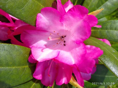 Рододендрон якушиманский “Калинка” – Erica Garden