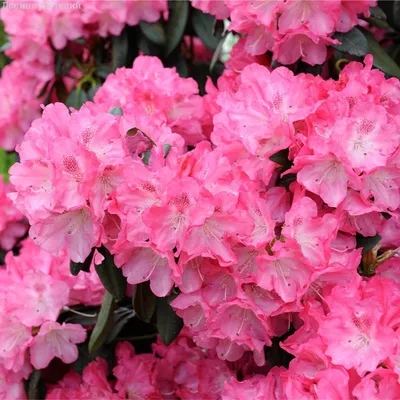 РОДОДЕНДРОН ЯКУШИМАНСКИЙ (Rhododendron yakushimanum) | ВКонтакте