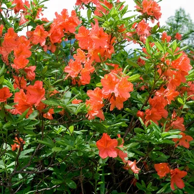 Рододендрон японський ( Rhododendron japonicum)