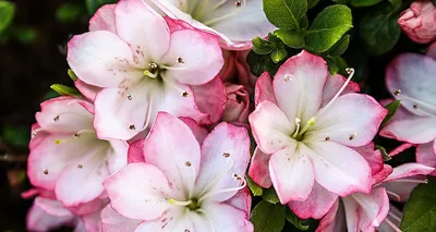 Рододендрон японский — азалия японская Peggy Ann Rhododendron Japanese  Azalea 'Peggy Ann' | Питомник Тайга