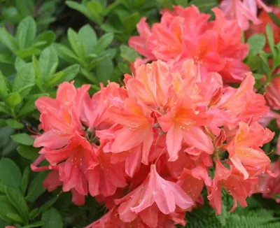 Рододендрон японский лососевый (Rhododendron molle subsp. Japonicum) 50л  80-100см, цена в Санкт-Петербурге от компании Вилла-планта (садовый центр и  питомник растений, ландшафтное бюро)