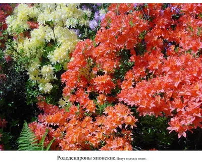 Рододендрон японский лососевый (Rhododendron japonicum) Листопадный сильно  ветвистый кустарник высотой до 2 м. Листья длиной… | Цветение, Кустарники,  Осенние листья