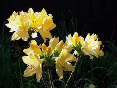 Рододендрон японская — азалия японская Анна Франк Rhododendron Japanese  Azalea 'Anne Frank' | Питомник Тайга