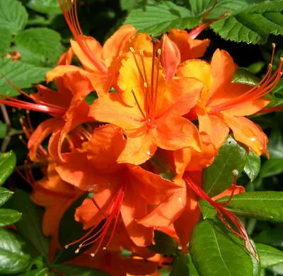 Коллекционный объект БСИ ДВО РАН: Rhododendron japonicum (Рододендрон  японский)