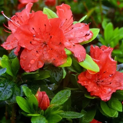 Рододендрон листопадный японский (Rhododendron luteum) - Рододендрон -  Лиственные кустарники - Каталог - Основное меню - Kalina-Park.ru