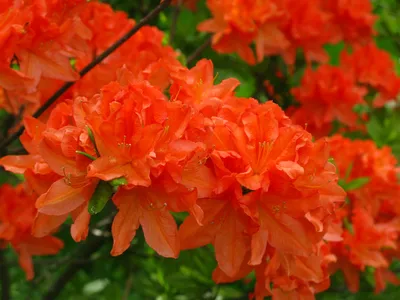 РОДОДЕНДРОН Японский оранжевый (Rhododendron japonicum) (ID#214443890),  цена: 2.21 руб., купить на Deal.by