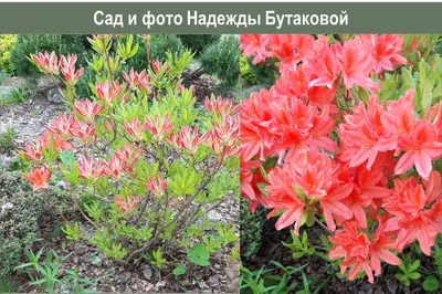 Рододендрон Японский (лососевый, розеум, кремиум) купить опт розница,  описание, фото