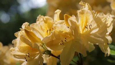 Рододендрон японский (азалия) 'Гейша Оранж' (оранжевый) купить по цене  1.650,00 руб. в Москве в садовом центре Южный