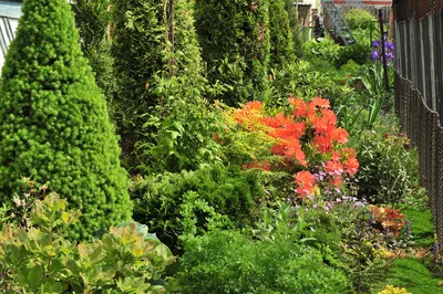 Рододендрон японский Гейша Ред / Казуко (Rhododendron japonica Geisha Red /  Kazuko) купить саженцы в Москве по низкой цене из питомника, доставка  почтой по всей России | Интернет-магазин Подворье