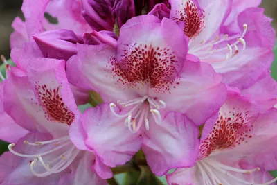 Рододендрон Розеум Элеганс (Roseum Elegans) ᐉ купить с доставкой почтой по  Украине в питомнике Биосад