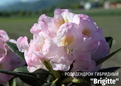 цветущий розовый фиолетовый рододендрон Стоковое Изображение - изображение  насчитывающей красивейшее, кровопролитное: 238405635