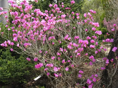 Рододендрон якушиманский Снизи rododendron yakushimanskij sneezy С5 розовый