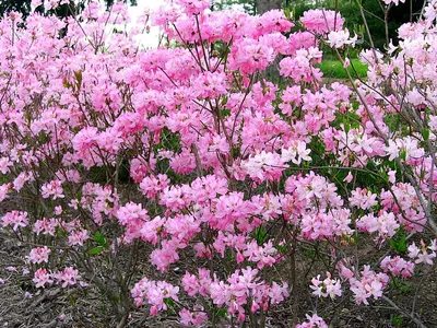 Rhododendron 'Cosmopolitan', Рододендрон 'Космополитан' | landshaft.info