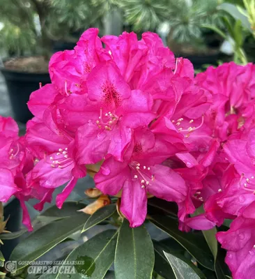 Říp PBR - Рододендрон гибридный - Rhododendron hybridum - 'Říp' PBR -  cieplucha.com.pl