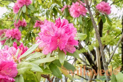 Купите Рододендрон Lumina (Люмина) 🌹 из питомника Долина роз с доставкой!