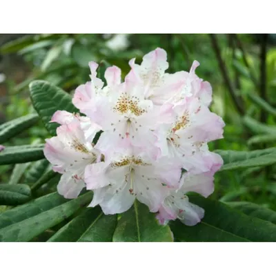 Купить Рододендрон канадский Rhododendron canadense - в питомнике Флорини