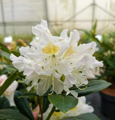 Рододендрон вечнозеленый гибридный English Roseum (Английская роза)