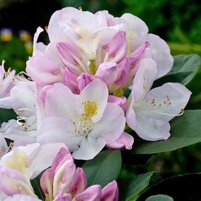 Рододендрон вечнозеленый Матадор. (Rhododendron hybrid Matador) C7,5 купить  в интернет-магазине ЦВІТСАД с доставкой по Украине