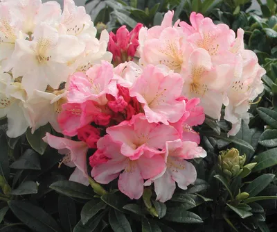 Rhododendron 'Roseum Elegans', Рододендрон 'Розеум Элеганс'|landshaft.info