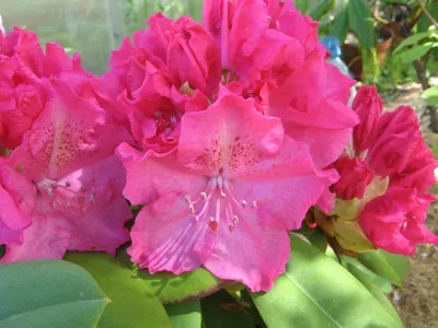 Рододендрон вечнозеленый Розеум Элеганс (Rhododendron Roseum Elegans) |  Рододендроны