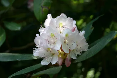 купить Рододендрон вечнозеленый катевбинский 'Грандифлорум' / Rhododendron  Catawbiense 'Grandiflorum' с доставкой в Подмосковье, Сергиевом Посаде,  питомнике АгроПАРК