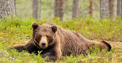 Охота на медведя с рогатиной современная бронзовая скульптура в наличии за  540 тысяч рублей
