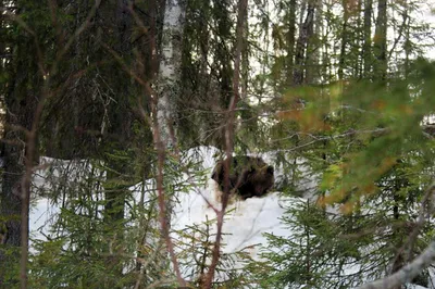 Охота на медведя с рогатиной - 58 фото